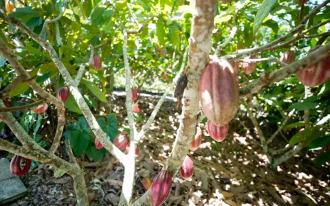 Imagem do post Fundo vai financiar pequenos agricultores de cacau na Bahia e no Pará