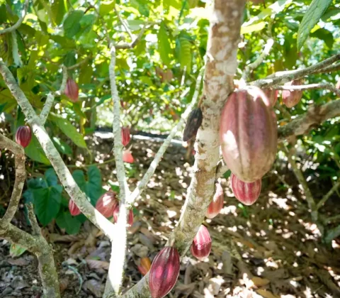 Imagem do post Fundo vai financiar pequenos agricultores de cacau na Bahia e no Pará