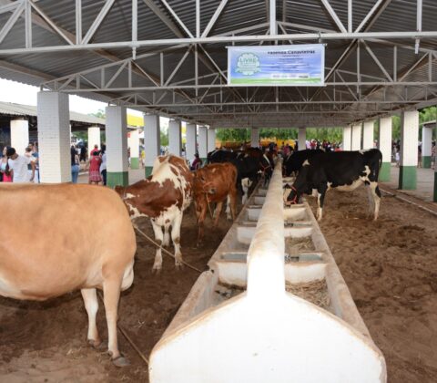 Imagem do post Saiba quando acontece Expoagri em Irecê