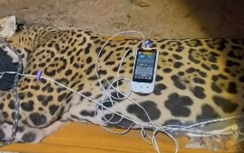 Imagem do post VÍDEO: onça suspeita de matar caseiro é capturada pela polícia ambiental