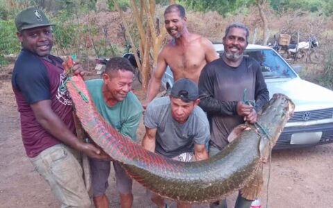 Imagem do post Grupo pesca peixe de 80 kg e dois metros no Rio São Francisco