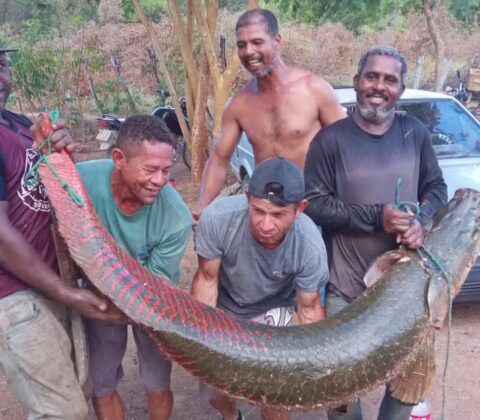 Imagem do post Grupo pesca peixe de 80 kg e dois metros no Rio São Francisco