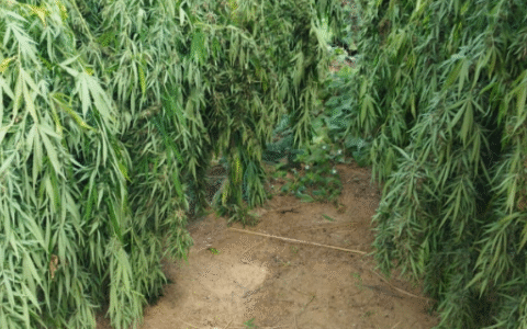 Imagem do post Operação Carcará II erradica 132 mil pés de maconha no norte da Bahia