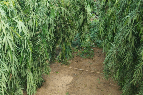 Imagem do post Operação Carcará II erradica 132 mil pés de maconha no norte da Bahia