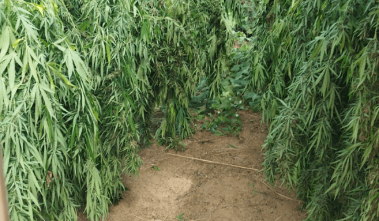 Operação Carcará II erradica 132 mil pés de maconha no norte da Bahia