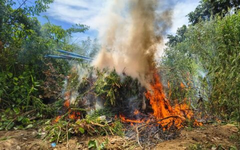 Imagem do post Em ação conjunta, polícias da Bahia e de Pernambuco queimam 3 mil pés de maconha