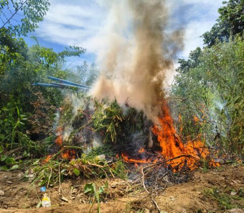 Imagem do post Em ação conjunta, polícias da Bahia e de Pernambuco queimam 3 mil pés de maconha