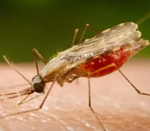 Imagem do post Falta de diagnóstico é obstáculo para eliminação da malária no Brasil