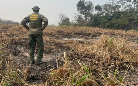 Imagem do post Brasil reduz 70% da área queimada no primeiro trimestre de 2025