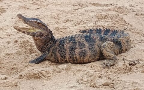 Imagem do post PM resgata jacaré em praia famosa de Salvador