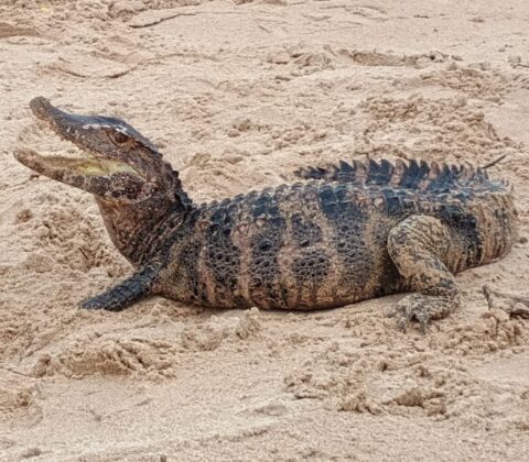 Imagem do post PM resgata jacaré em praia famosa de Salvador