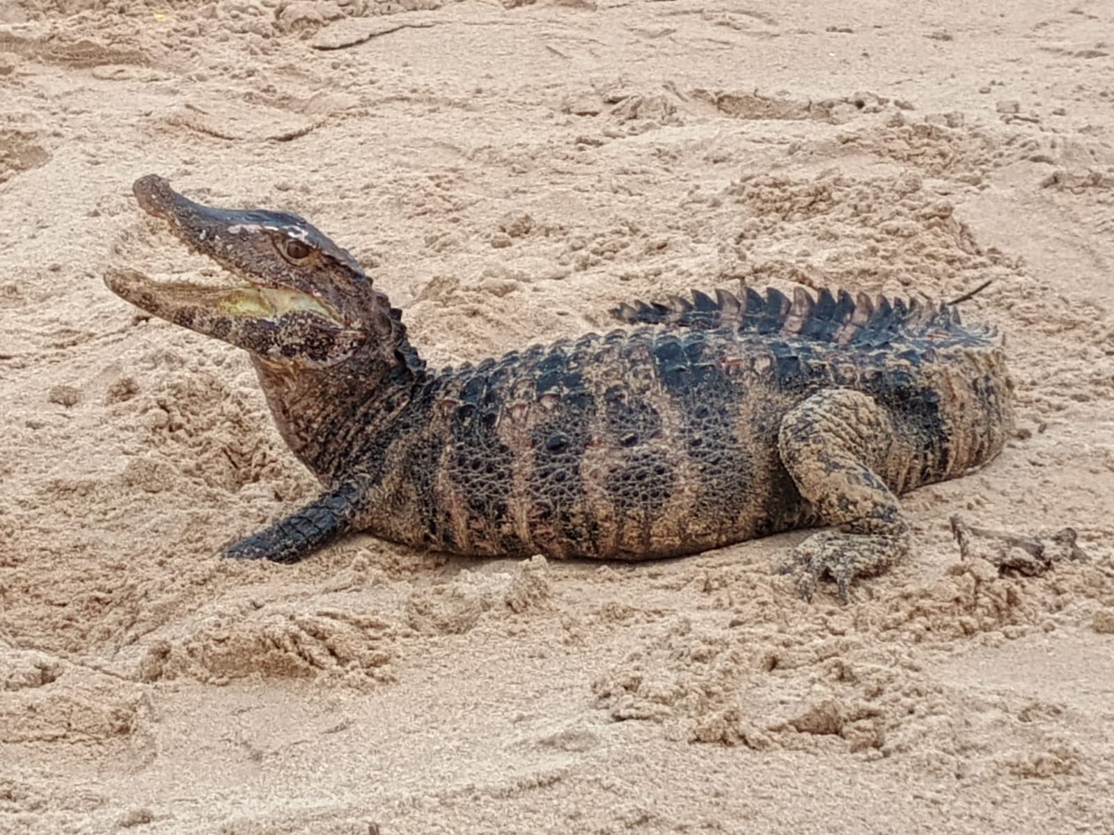 PM resgata jacaré em praia famosa de Salvador