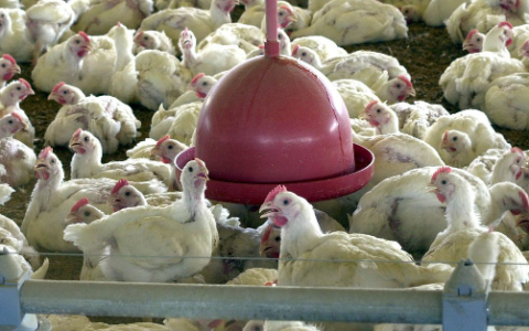 Imagem do post Gripe aviária no RS faz Albânia, Namíbia e Índia suspenderem importação de carne de frango do Brasil