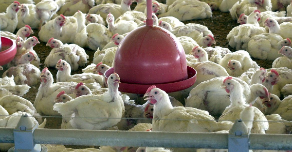 Gripe aviária no RS faz Albânia, Namíbia e Índia suspenderem importação de carne de frango do Brasil