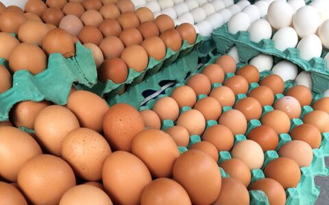 Imagem do post Ovos de granja com caso de gripe aviária estão rastreados, diz Ministério