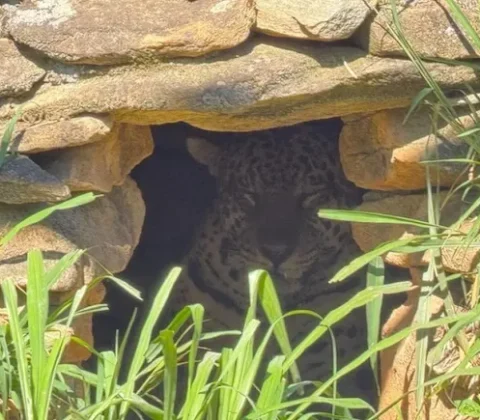 Imagem do post Onça que matou caseiro é levada para cativeiro por perder medo de humanos, diz instituto