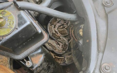 Imagem do post Jiboia é retirada de motor de carro em Arembepe