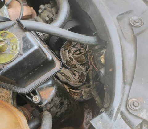 Imagem do post Jiboia é retirada de motor de carro em Arembepe