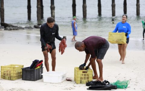 Imagem do post Operação busca erradicar coral invasor da Baía de Todos-os-Santos