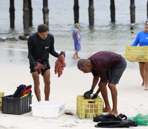 Imagem do post Operação busca erradicar coral invasor da Baía de Todos-os-Santos