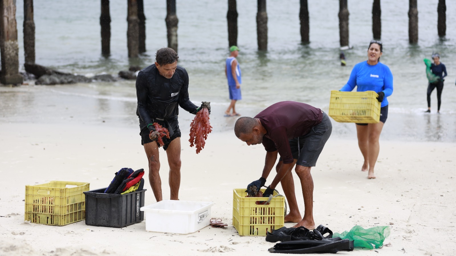 Operação busca erradicar coral invasor da Baía de Todos-os-Santos