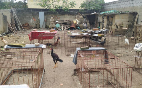 Imagem do post Dono de bar é preso em flagrante por manter rinha de galo e arma ilegal
