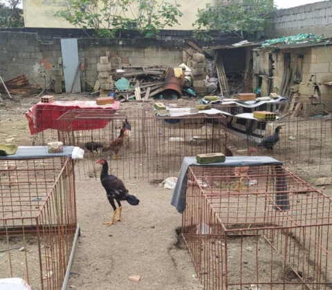 Imagem do post Dono de bar é preso em flagrante por manter rinha de galo e arma ilegal