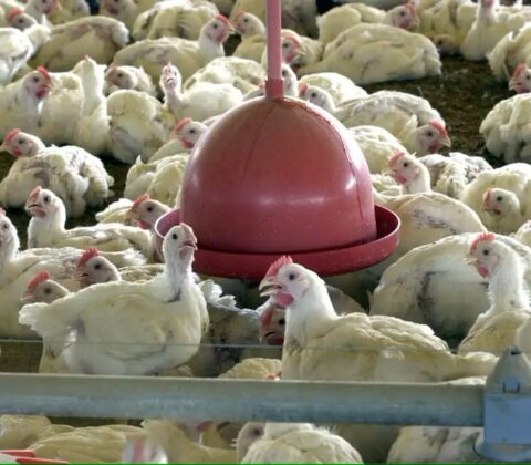 Imagem do post Saiba o que é verdade e mito sobre a gripe aviária