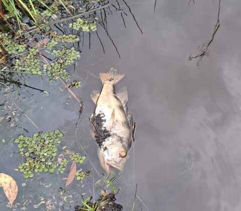 Imagem do post Praia do Forte em alerta: moradores fazem abraço simbólico para salvar Lagoa Timeantube