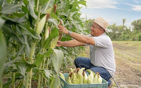 Imagem do post Ações do Governo Federal impulsionam crescimento do Nordeste