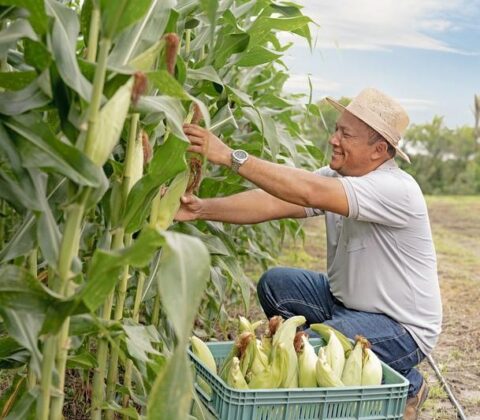Imagem do post Ações do Governo Federal impulsionam crescimento do Nordeste