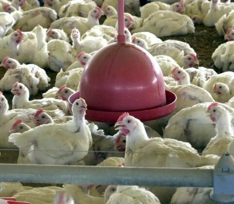 Imagem do post Brasil se declara país livre da gripe aviária