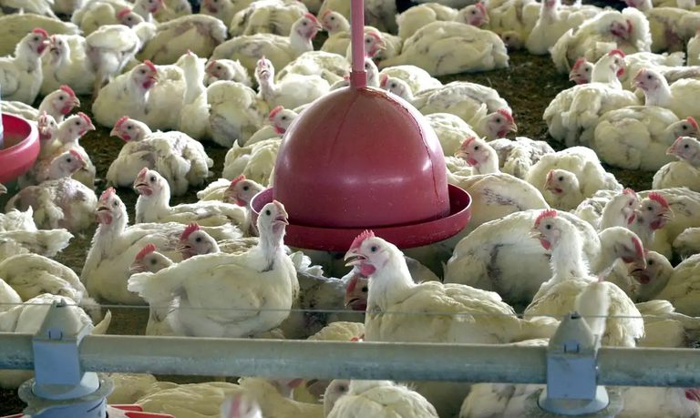 Brasil se declara país livre da gripe aviária