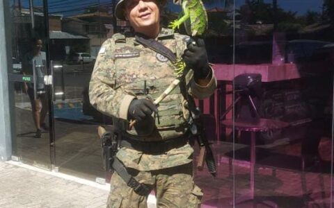 Imagem do post Iguana é resgatada pela Polícia em Stella Maris