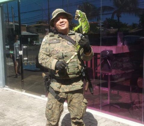 Imagem do post Iguana é resgatada pela Polícia em Stella Maris