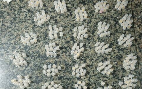 Imagem do post Mais de 1.800 porções de drogas são apreendidas pela PM em Cajazeiras