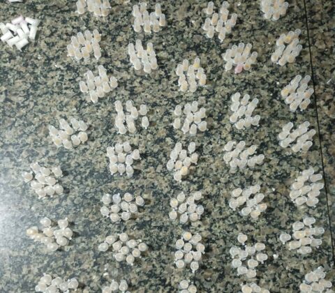 Imagem do post Mais de 1.800 porções de drogas são apreendidas pela PM em Cajazeiras