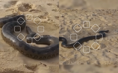 Imagem do post Susto à beira-mar: sucuri aparece na areia e surpreende banhistas em praia na Bahia