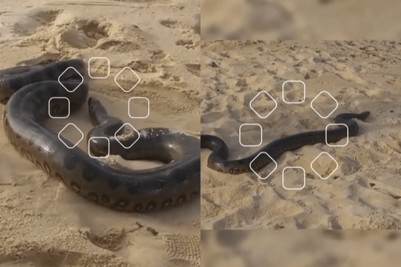 Susto à beira-mar: sucuri aparece na areia e surpreende banhistas em praia na Bahia
