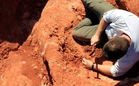 Imagem do post Fóssil descoberto no Brasil lança luz sobre origem dos dinossauros