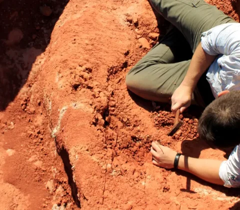 Imagem do post Fóssil descoberto no Brasil lança luz sobre origem dos dinossauros