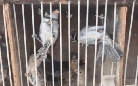 Imagem do post PM resgata 51 aves silvestres em Feira de Santana