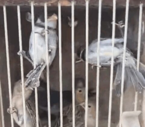 Imagem do post PM resgata 51 aves silvestres em Feira de Santana