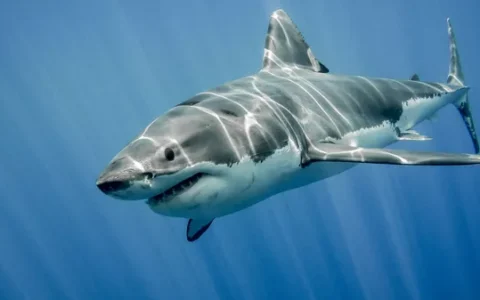 Imagem do post Criança sobrevive a ataque brutal de tubarão branco na Polinésia