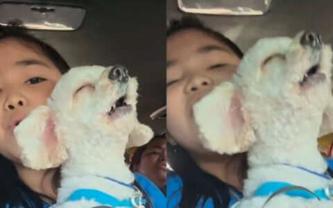 Imagem do post Dueto irresistível: criança e cachorro viralizam ao “cantar” hit de Bruno Mars juntos