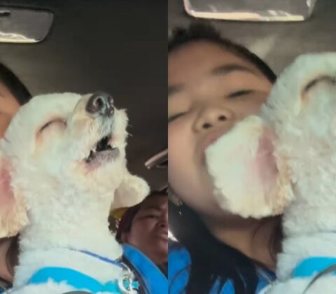 Imagem do post Dueto irresistível: criança e cachorro viralizam ao “cantar” hit de Bruno Mars juntos