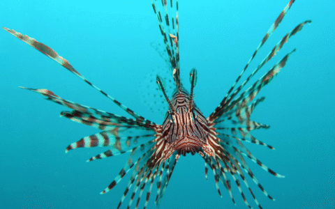 Imagem do post Alerta no Paraíso: Peixe-leão é capturado em estuário