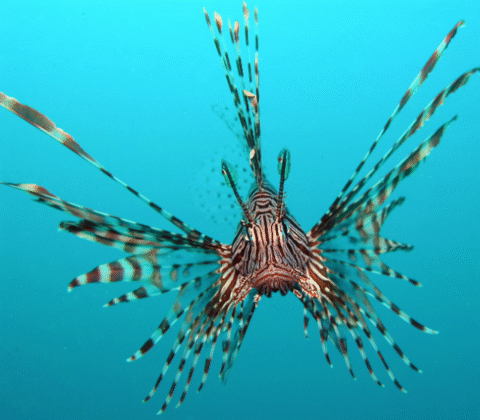 Imagem do post Alerta no Paraíso: Peixe-leão é capturado em estuário