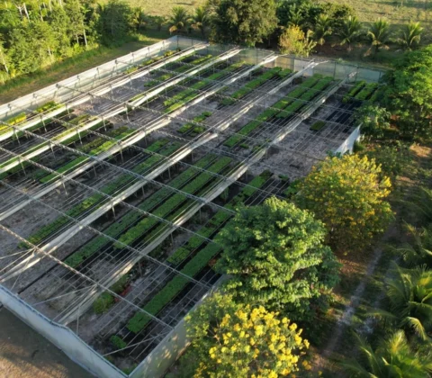 Imagem do post Carbon2Nature Brasil anuncia parceria inédita com Biomas em projeto de restauração de floresta nativa no sul da Bahia