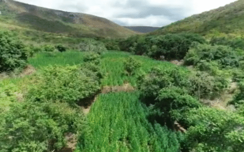 Imagem do post Advogado de 71 anos é preso suspeito de chefiar plantação de maconha na Bahia